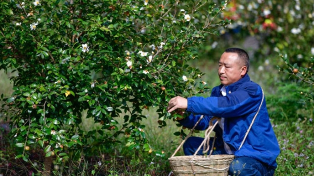 堅(jiān)守荒山植綠 4000畝草坡變“花果園”